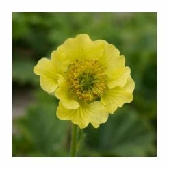Best Pirce 🎉 Geum 'Banana Daquiri' | 2L Pot 😀