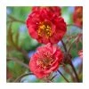 Cheapest 🧨 Geum 'Flames of Passion' | 2L Pot 🔥