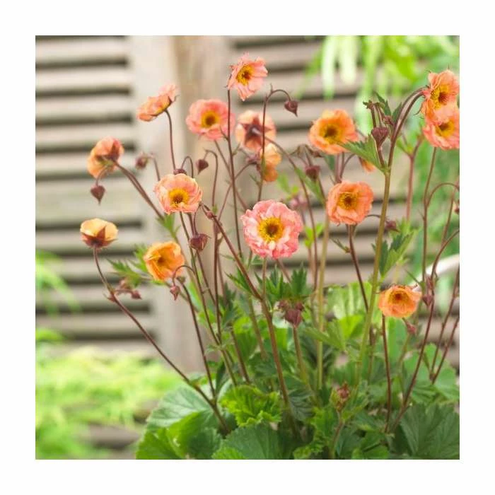 Coupon 🧨 Geum 'Mai Tai' | 2L Pot 😍 - Image 2