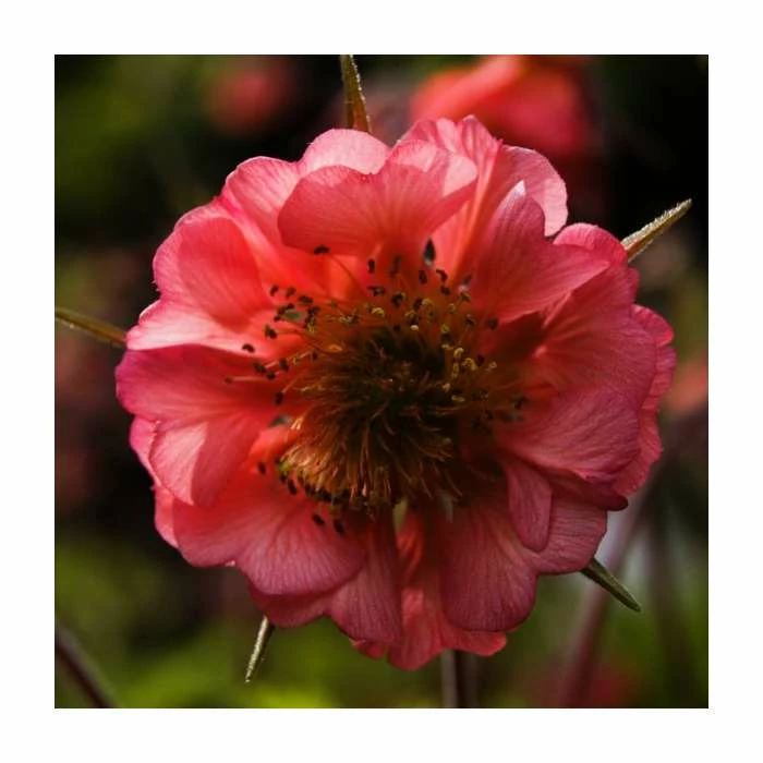 Best Sale 🤩 Geum 'Pink Petticoats' | Aven 🔥
