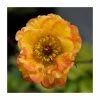 Top 10 😉 Geum 'Tequila Sunrise' | 2L Pot 🌟