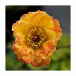Top 10 😉 Geum 'Tequila Sunrise' | 2L Pot 🌟