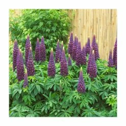 Discount 🧨 Lupin 'Masterpiece' | 5L Pot | West Country 💯