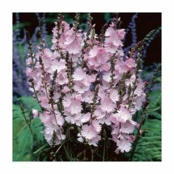 Hot Sale 👏 Sidalcea 'Elsie Heugh' | 3L Pot ✔️