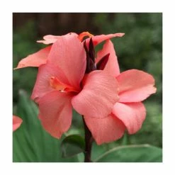 Brand new ⭐ Canna 'Canova Mango' | 2L Pot 🎉