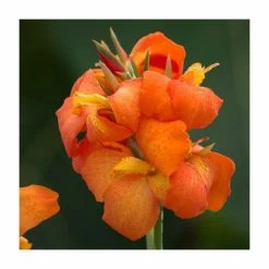 Hot Sale 🔔 Canna 'Canova Orange Shades' | 2L Pot ✔️