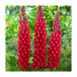 Cheapest 🔥 Lupin Beefeater 'West Country' | 3L Pot 🔔