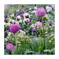 Deals 🌟 Primula denticulata 'Lilac' | Drumstick Primrose 💯