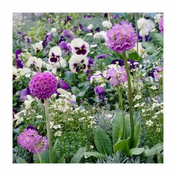 Deals π Primula denticulata 'Lilac' | Drumstick Primrose π―