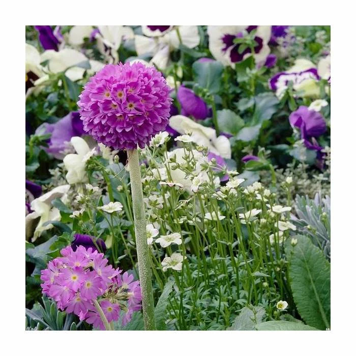 Deals π Primula denticulata 'Lilac' | Drumstick Primrose π― - Image 2