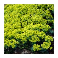 Best Sale ✨ Euphorbia Myrsinites | 9cm Pot 💯