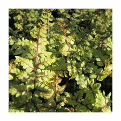 New βοΈ 3x Eared Lady Fern Athyrium otophorum okanum - 9cm Pots π
