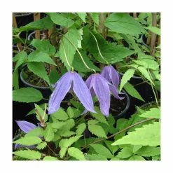 New 🌟 50-90cm Clematis Alpina 'Helsingborg' | 3L Pot 🎉