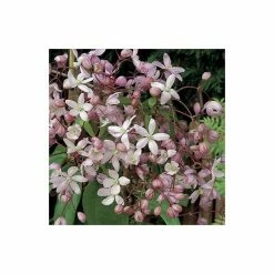 Coupon β¨ 50-90cm Clematis Armandii 'Apple Blossom' - 3L Pot π