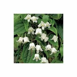 Brand new π Clematis Urophylla 'Winter Beauty' - 2.5L Pot π