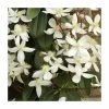 Best Pirce 💯 50-90cm Evergreen Clematis | 3L Pot | Clematis Armandii (C) (E) 🛒