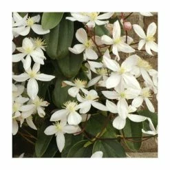 Best Pirce 💯 50-90cm Evergreen Clematis | 3L Pot | Clematis Armandii (C) (E) 🛒