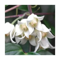 Hot Sale β€οΈ Clematis urophylla 'Winter Beauty' 2L Pot π