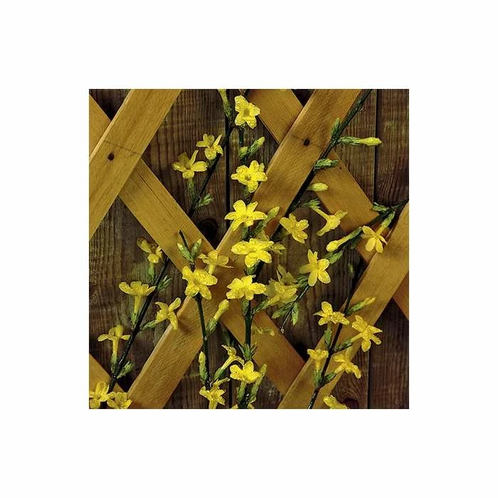 Coupon π Winter Jasmine | Jasminium Nudiflorum π - Image 2