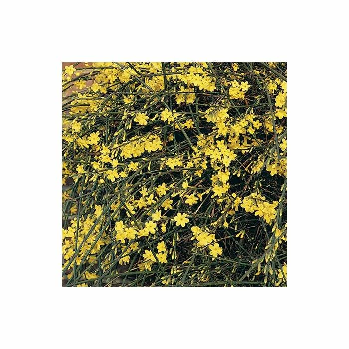 Coupon π Winter Jasmine | Jasminium Nudiflorum π - Image 3