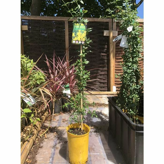 Coupon π Winter Jasmine | Jasminium Nudiflorum π - Image 6