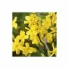 Coupon 🌟 Winter Jasmine | Jasminium Nudiflorum 🔔
