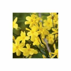 Coupon 🌟 Winter Jasmine | Jasminium Nudiflorum 🔔