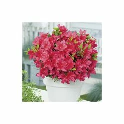 Hot Sale π Rhododendron 'Arabesk' π―