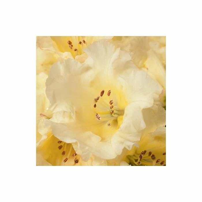 Best deal π 1ft Rhododendron 'Nancy Evans' | 3L Pot | Rhododendron Yakushimanum β€οΈ - Image 2