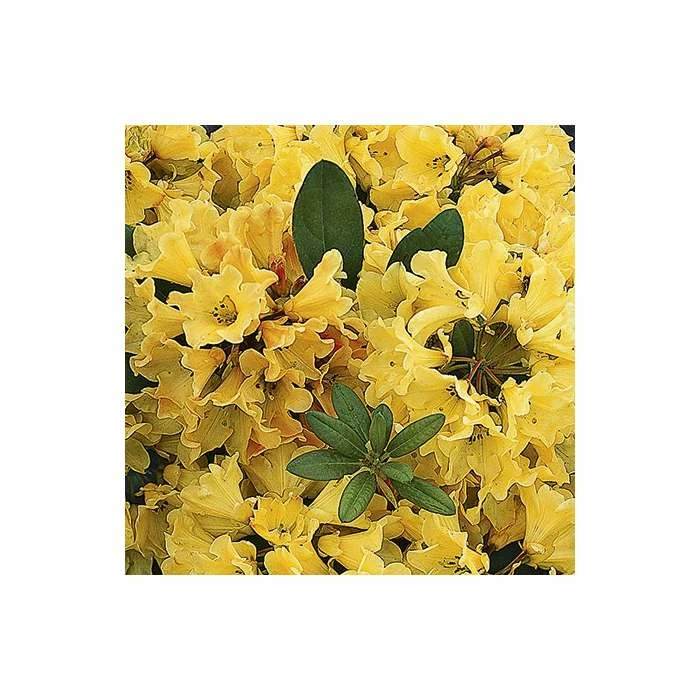 Best deal π 1ft Rhododendron 'Nancy Evans' | 3L Pot | Rhododendron Yakushimanum β€οΈ