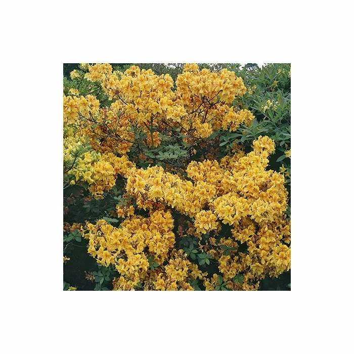 Top 10 🧨 2ft Deciduous Azalea 'Klondyke' | 5L Pot 🤩 - Image 2