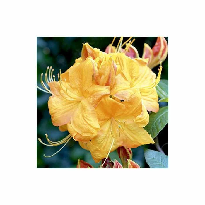 Top 10 🧨 2ft Deciduous Azalea 'Klondyke' | 5L Pot 🤩 - Image 3
