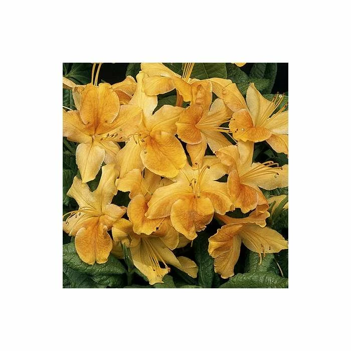 Top 10 🧨 2ft Deciduous Azalea 'Klondyke' | 5L Pot 🤩