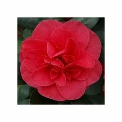 Hot Sale π₯ 3ft Camellia 'Lady Campbell' | 4L | Camellia japonica π―