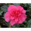 Flash Sale 👍 3ft Camellia 'Anticipation' | 4L | Camellia williamsii ⌛