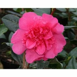 Flash Sale 👍 3ft Camellia 'Anticipation' | 4L | Camellia williamsii ⌛