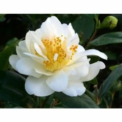 Top 10 💯 3ft Camellia 'Silver Anniversary' | 4L | Camellia japonica 🔔