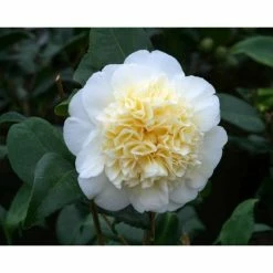 Wholesale 🧨 3ft Camellia 'Brushfield's Yellow' | 4L | Camellia japonica 🧨