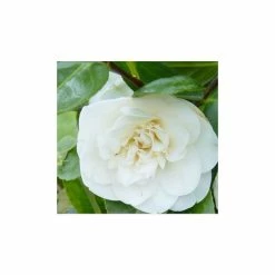 Outlet π 3ft Camellia 'Swan Lake' | 4L | Camellia japonica π
