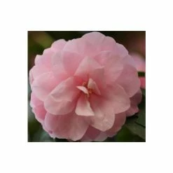 Flash Sale 🎁 3ft Camellia 'Spring Festival' | 4L | Camellia x williamsii ✨