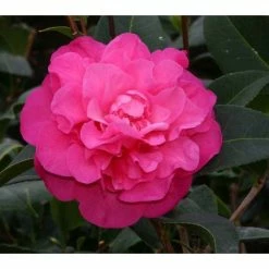 Deals ✔️ 3ft Camellia 'Debbie' | 4L | Camellia williamsii 🤩