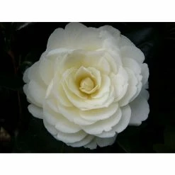 Wholesale ✔️ 3ft Camellia 'Golden Anniversary' | 4L | Camellia japonica ⌛