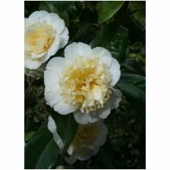 Cheap 👍 3ft Camellia 'Jury's Yellow' | 4L | Camellia japonica 🥰