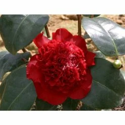 Wholesale ⭐ 3ft Camellia 'Ruby Wedding' | 4L | Camellia x williamsii 🎁