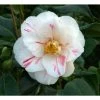 Wholesale ❤️ 3ft Camellia 'Lady Vansittart' | 4L | Camellia japonica 🧨