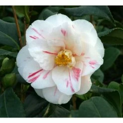 Wholesale ❤️ 3ft Camellia 'Lady Vansittart' | 4L | Camellia japonica 🧨