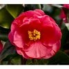 Hot Sale ⌛ 3ft Camellia 'Dr King' | 4L | Camellia japonica 🤩