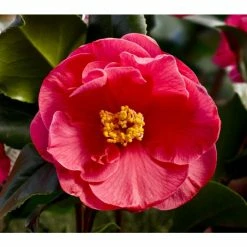 Hot Sale ⌛ 3ft Camellia 'Dr King' | 4L | Camellia japonica 🤩