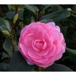 Best reviews of 💯 3ft Camellia 'EG Waterhouse' | 4L | Camellia japonica 🎉