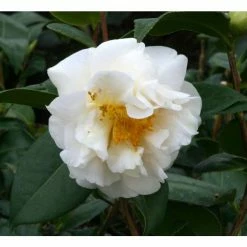 Buy 😀 3ft Camellia 'ETR Carlyon' | 4L | Camellia japonica 🛒
